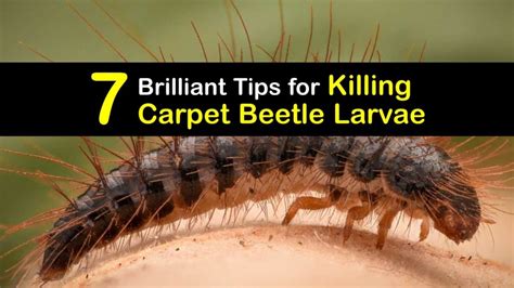 How To Get Rid Of Carpet Bug Larvae