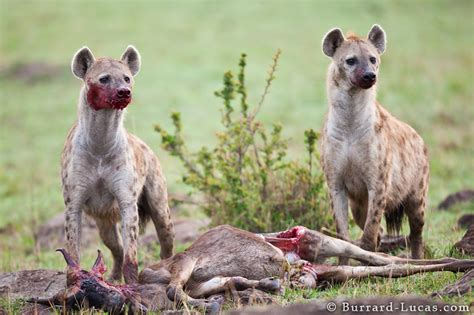 Hyenas Burrard Lucas Photography