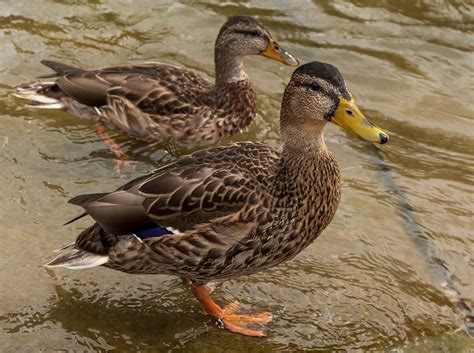 Birds Ducks Wild · Free Photo On Pixabay