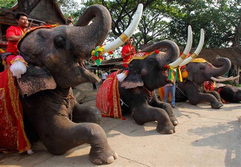 Elephants In Thailand So Chongju