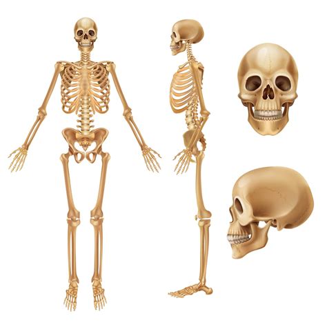 0 Result Images Of List Of Organs In The Skeletal System Png Image