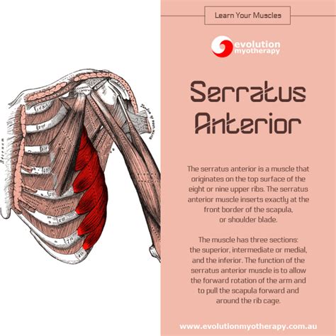 Learn Your Muscles Serratus Anterior Myotherapy And Massage In