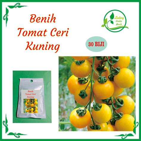 Benih Tomat Ceri Kuning Isi Biji Lazada Indonesia