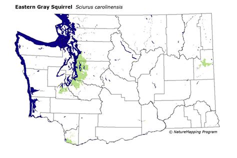 Distribution Map Eastern Gray Squirrel Sciurus Carolinensis