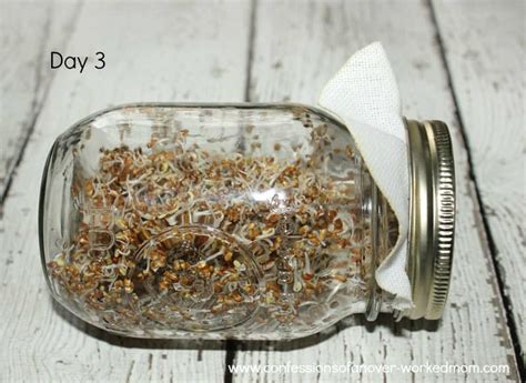 How To Make Your Own Sprouting Jar And Sprout Seeds