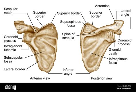 Inferior Angle Of Scapula Cut Out Stock Images And Pictures Alamy