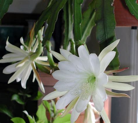 Cereus Night Blooms Fade By Morning The Columbian