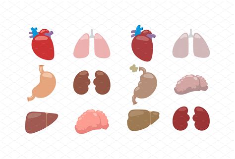 Download internal organs stock vectors. Internal organs vector illustration. | Pre-Designed Vector ...