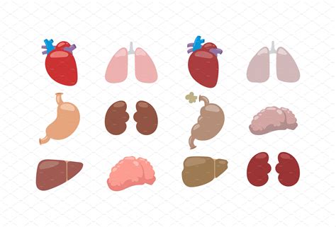 #original #illustration #guro #internal organs #art. Internal organs vector illustration. | Pre-Designed Vector ...