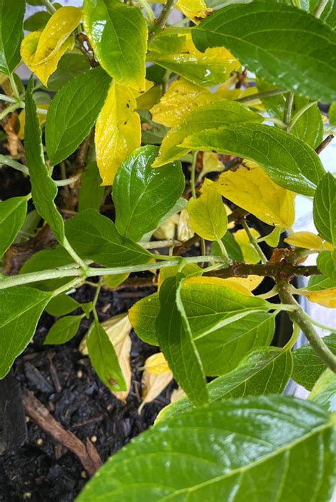 Hydrangea Leaves Yellowing