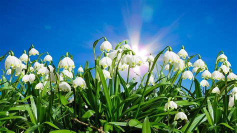 Download Spring Bloom Snowdrop Flowers 2560x1440 Wallpaper Dual