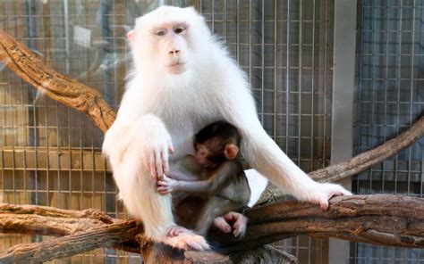 18 Albino Monkey Facts