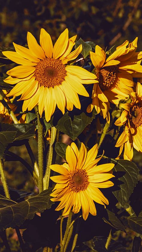 Download Wallpaper 1350x2400 Sunflower Flowers Summer