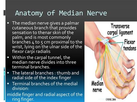 Median Nerve Injury Ppt