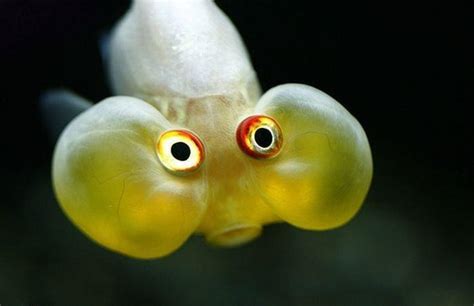 15 Of The Most Surprised Fish In The Ocean Crazy Eyes Guff
