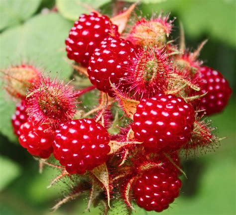 Wild Raspberry Time In Southwest Virginia Beautiful Fruits Types Of
