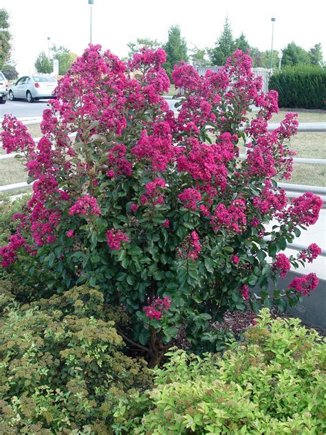 Crape Myrtle Tree Or Shrub Low Maintenance Blooms All Summer Crepe