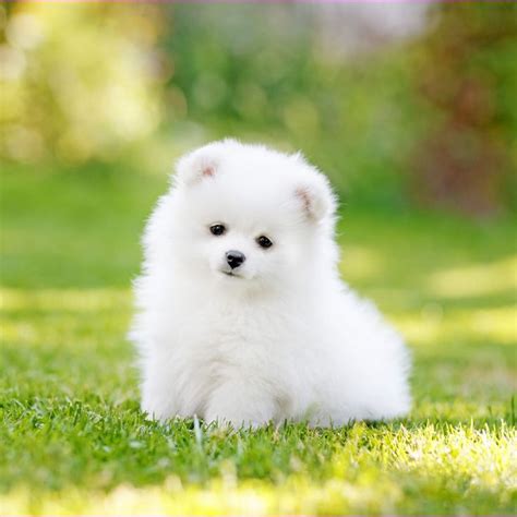 10 Unbelievable Facts About Cute Small Fluffy Puppies Cute Small