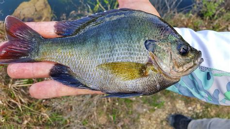 Full Throttle Media Panfish Fishing Central Florida