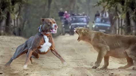 Lion Vs Pitbull Fight Video Pitbull Vs Lion Comparison Pitdog