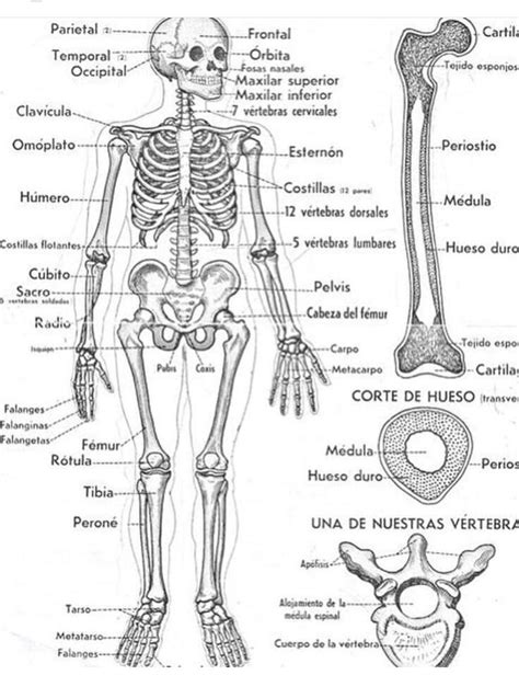 Pinterest Anatomía Del Esqueleto Humano Anatomía Del Esqueleto