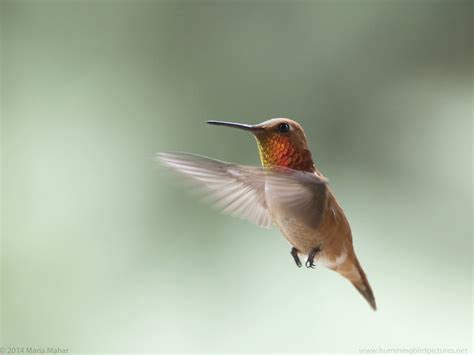 Hummingbird Migration Across Western U S