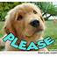 Please  Retriever Puppy Golden Cute Dogs
