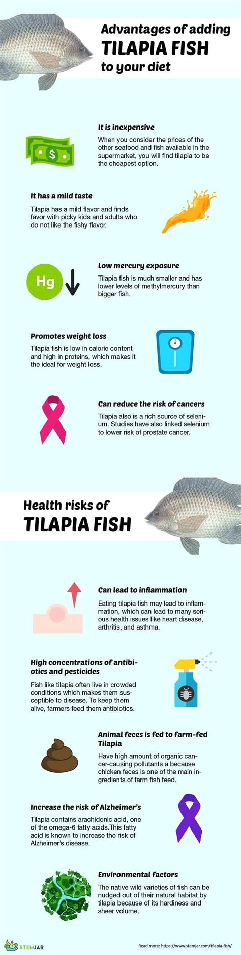 Tilapia Fish Nutritional Facts Benefits And Health Risks Fish
