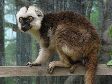 Brown Lemur 03 By Animalphotos On Deviantart