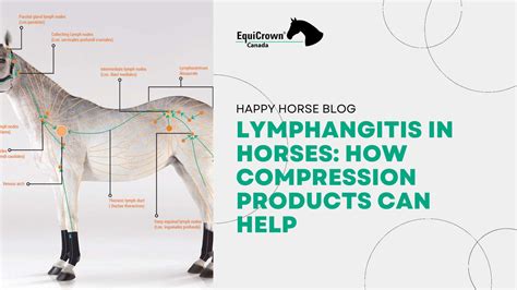 Lymphangitis In Horses How Compression Products Can Help Equicrown Usa