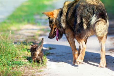 Big Dog And Little Kitten Stock Photos Image 32482443