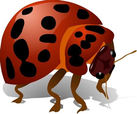 Free Vector Graphics Bugs Vectors Free Download New Collection
