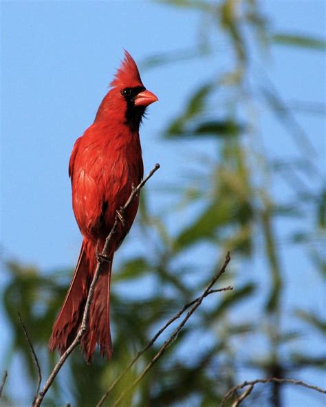 Northern Cardinal Cardinalis Cardinalis Northern Cardinal Cardinal