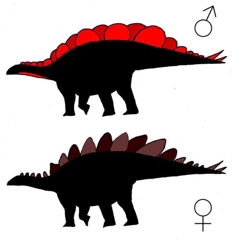 Image Of The Day Stegosaurus Sex Differences The Scientist Magazine®