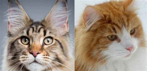 Maine Coon Vs The Norwegian Forest Cat Telling Them Apart Maine