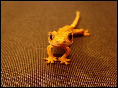 12 Reasons Why Crested Geckos Make Great Pets Crested Gecko Cute