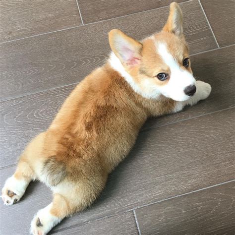 Cobee The Corgis Sploot Aww