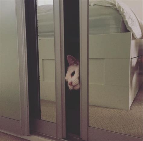 18 weird things cat owners will never admit they secretly do