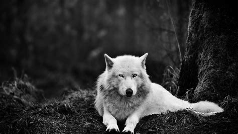 Check spelling or type a new query. Wolf 4k Desktop Wallpapers - Wallpaper Cave
