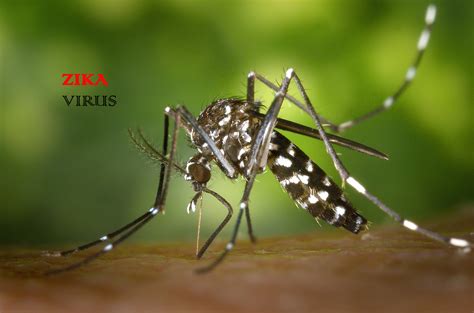 The virus was first identified in the zika valley, in central africa, in 1947, according to the mayo clinic. Zika Vírus: Microcefalia, Sintomas e Tratamentos