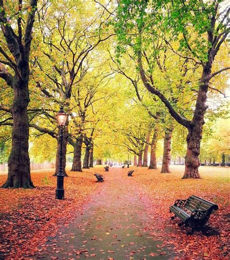 Download Green Park Forest In The City Wallpaper