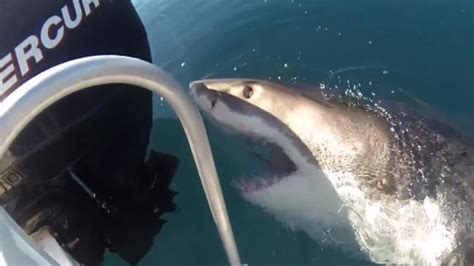 Divers Come Face To Face With Great White Shark While Diving At Glenelg