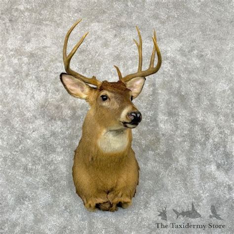 Whitetail Deer Shoulder Mount For Sale 29045 The Taxidermy Store