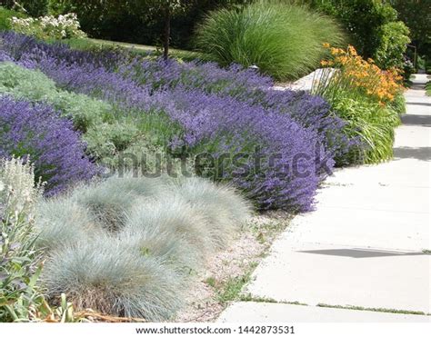 Xeriscape Landscape Xeriscaping Lavender Blue Fescue Stock Photo Edit