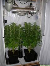 Images of Marijuana Grow Closet Setup