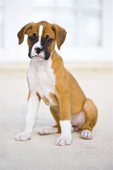 Meet The Miniature Boxer A Mix Breed Of Boxer And Boston Terrier