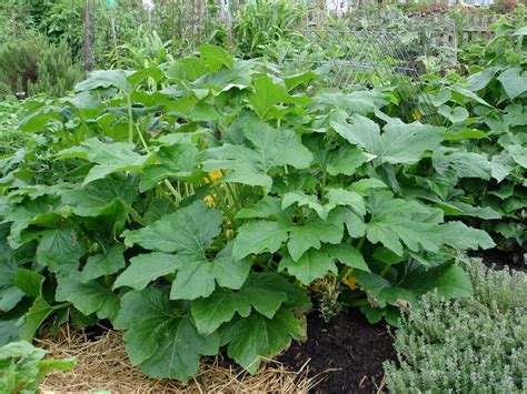 If the first few fruits wither, blacken, and/or fail to enlarge, it indicates an absence of pollination, remedied when male blossoms appear and provide if squash crop is desired, harvest only male flowers, being certain to leave a few to pollinate female flowers. What's at Stake? - Jefferson's DaughtersJefferson's Daughters