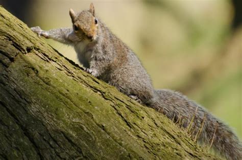 무료 이미지 나무 자연 숲 분기 트렁크 야생 생물 포유 동물 다람쥐 설치류 동물 상 척골가 있는