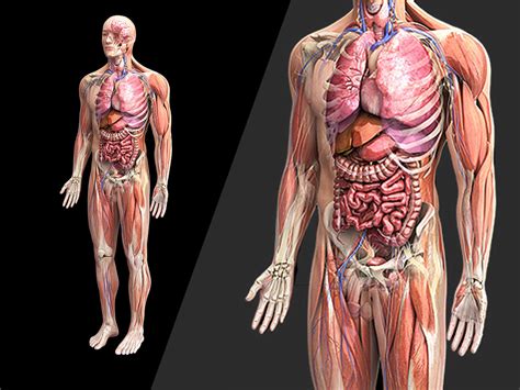 Transparent Body Model Showing Male Anatomy And Internal Organs The