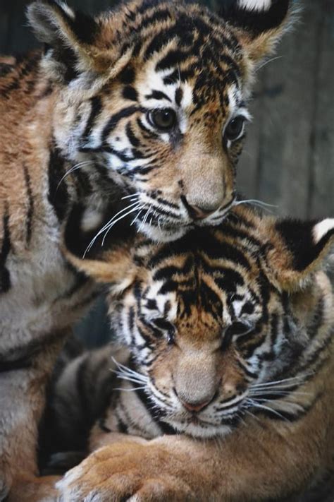 Animals Tiger Cubs And Cats On Pinterest